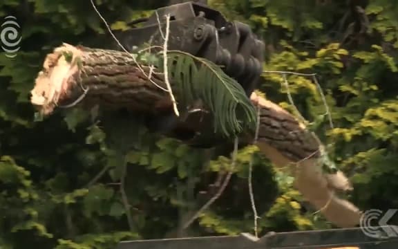 Cornwall Park tree falls, crushing cars and injuring two people