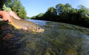 trout