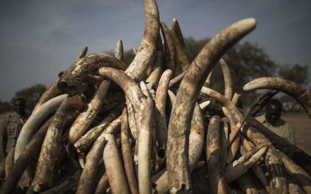 Local and international identities have written to John Key urging action on the illegal ivory trade.