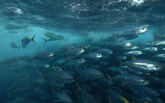 A school of yellow fin tuna encircled by a net
