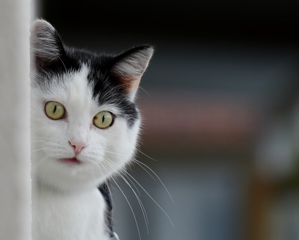 white cat