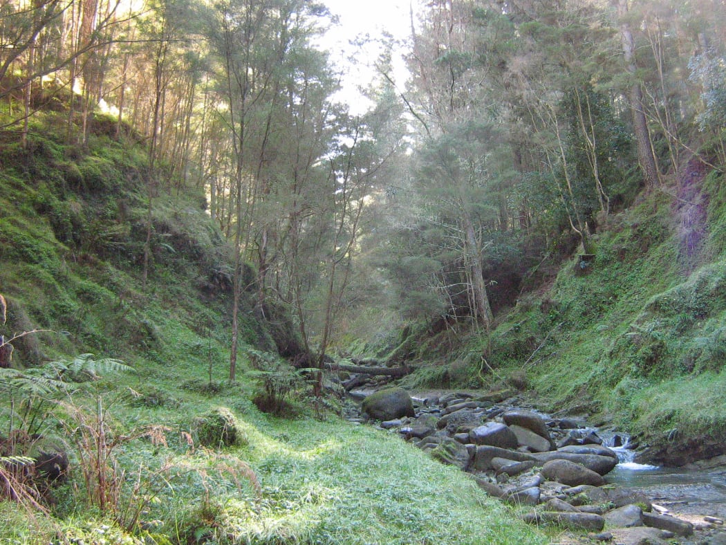 A riparian zone currently protected by a mature pine crop. The project will see this area convert to permanent native forest after harvesting of the commercial tree crop.
