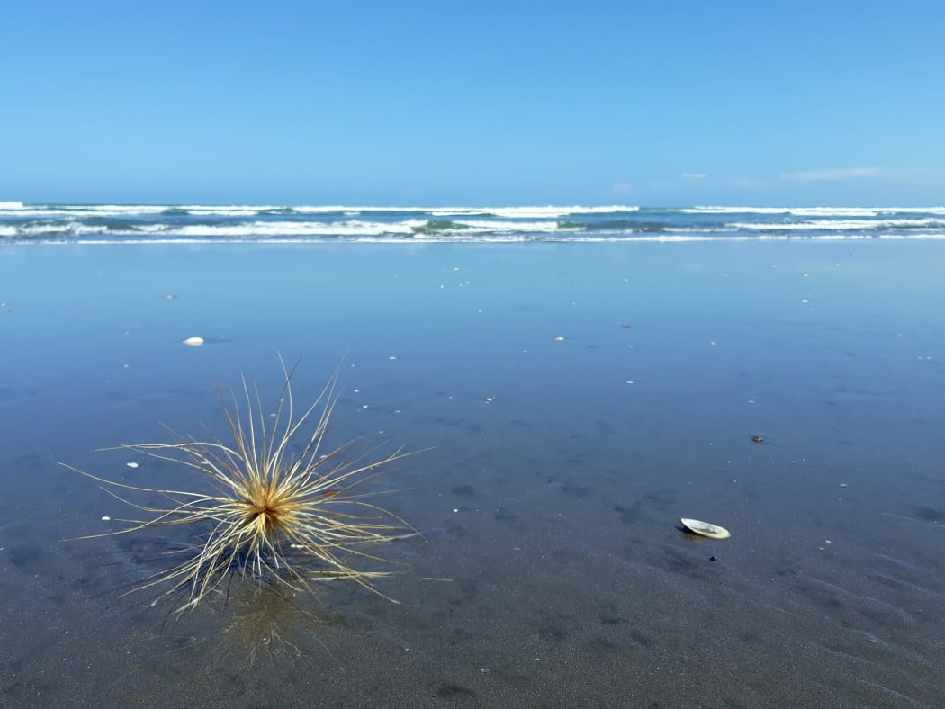 Spinifex on Ngarunui Beach, Raglan