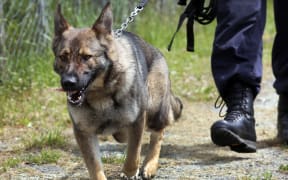 Police dog at the Police Dog Training Centre