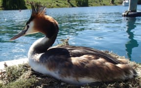 Australasian crested grebe