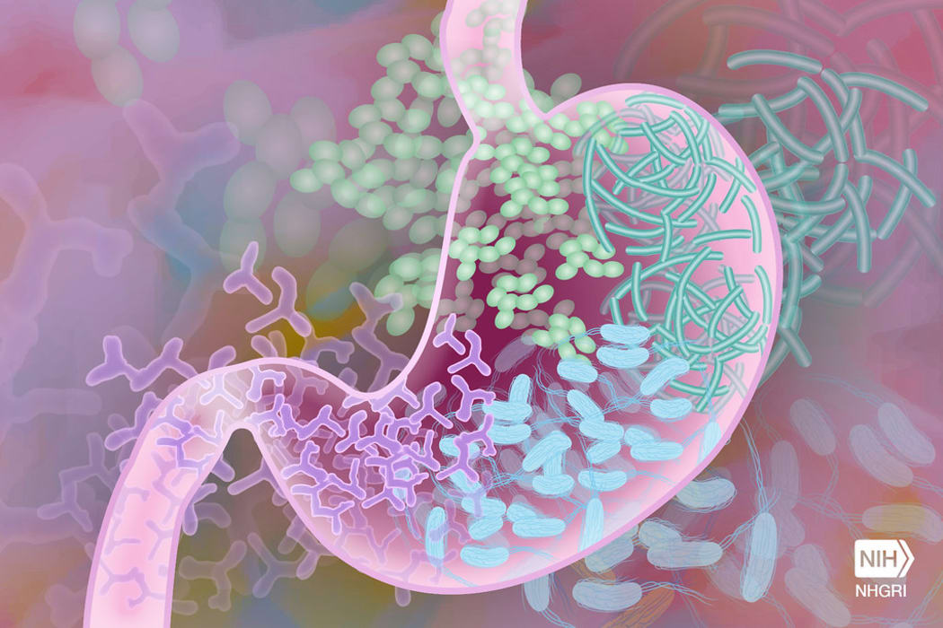 Beneficial Gut Bacteria