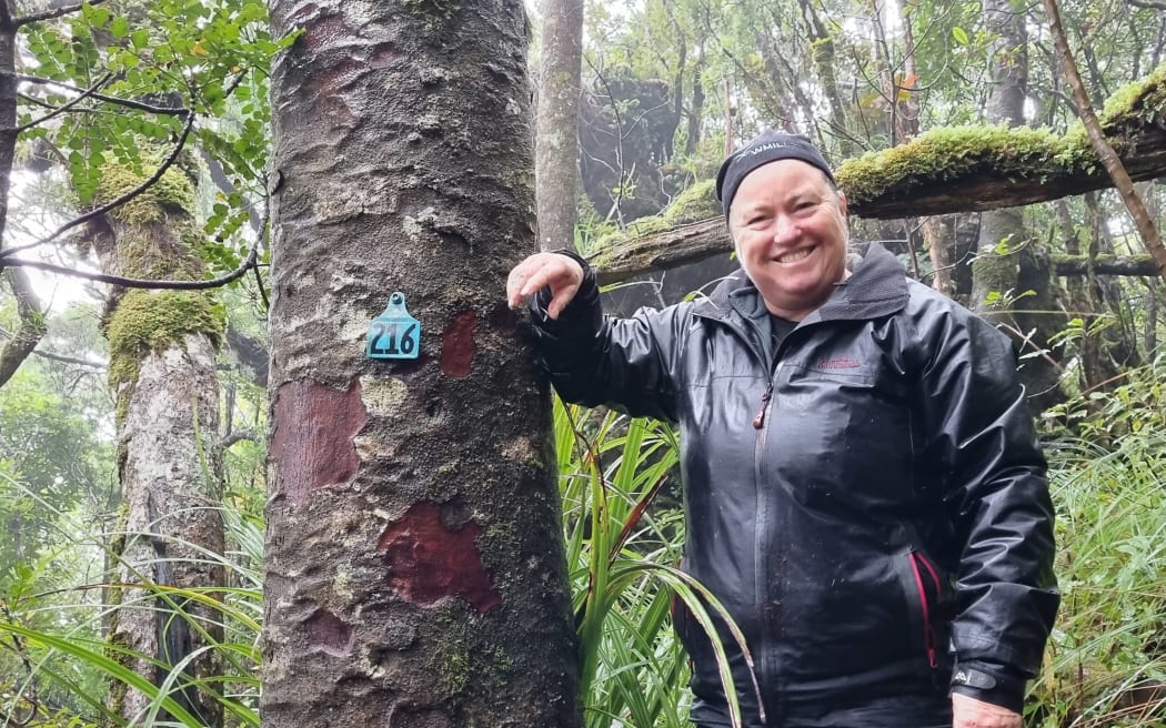 A woman stands next to a tree. She is wearing a black hat and rain jacket. She is in the bush and it is raining.