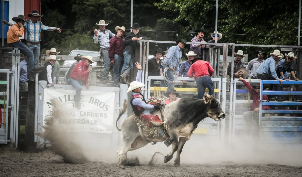 Bull riding at the Warkworth Rodeo.