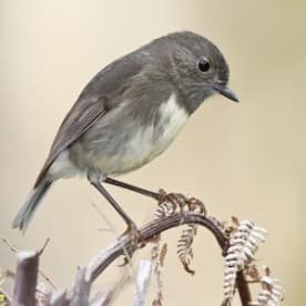 Photo for Kakaruai (South Island Robin)
