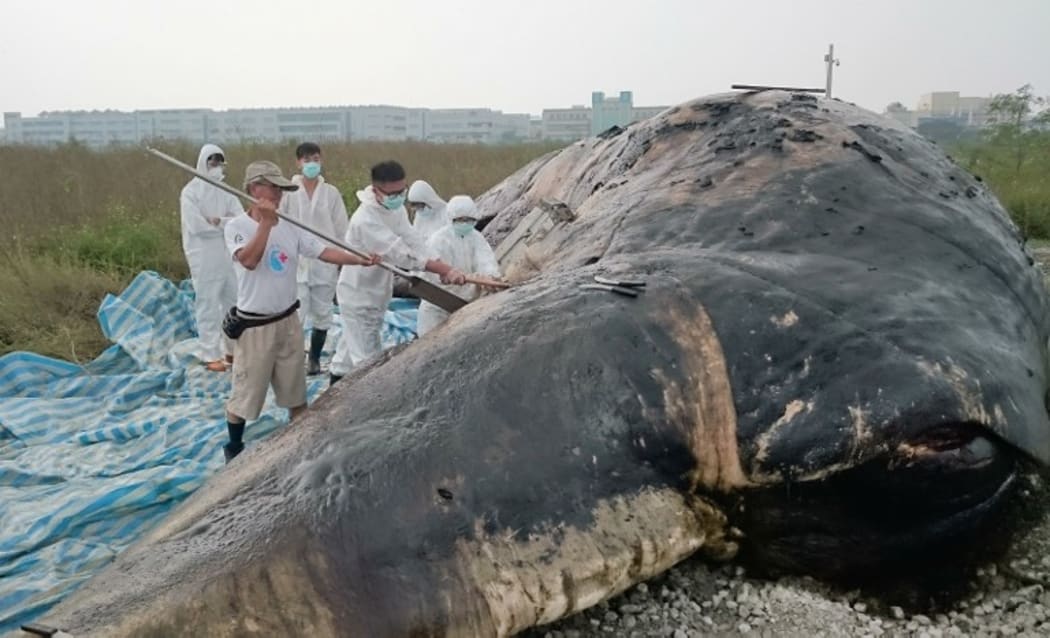 Marine biologists discover a mass of plastic bags and fishing net in the stomach of a dead whale in Taiwan.