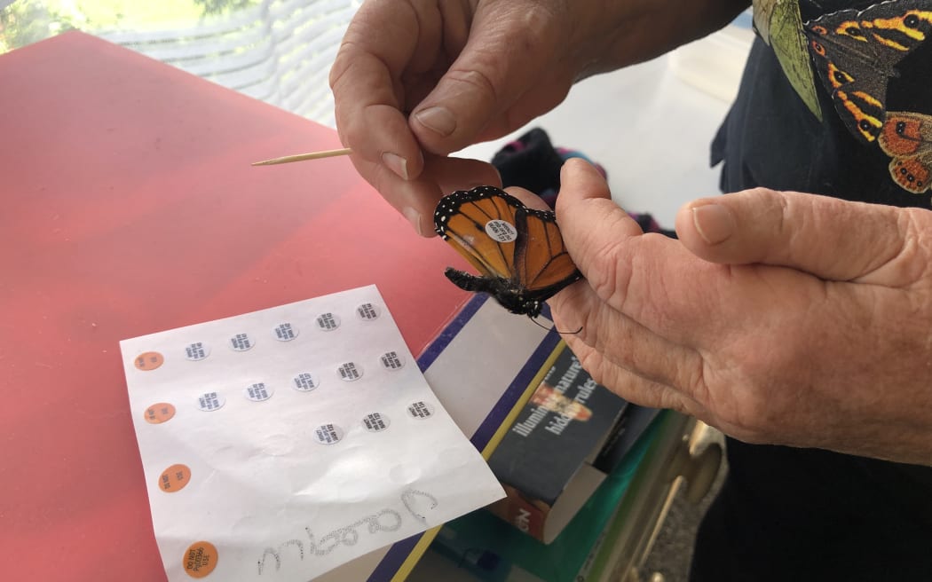 Jacqui Knight from Moths and Butterflies of New Zealand uses a toothpick to place a small tracking sticker on a monarch butterfly