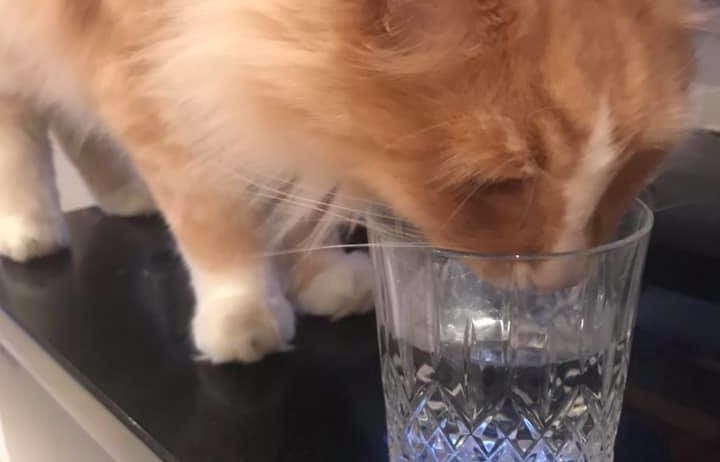 Mittens celebrated with a drink from a crystal glass.