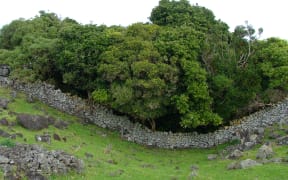 Drystone wall in the Ōtuataua Stonefields Historic Reserve