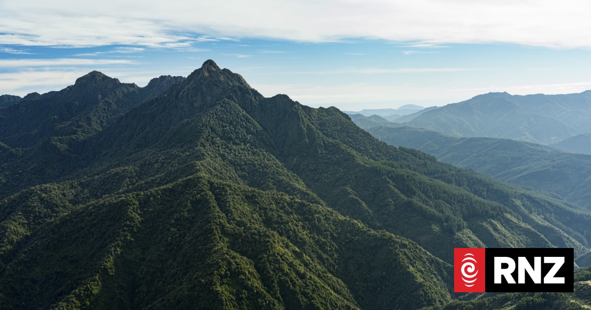 No traces of rats found in part of Raukūmara Forest where population of kiwi live