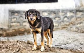 Stray dogs have been captured in Fiji