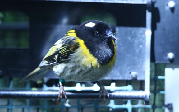Hihi at a sparkling clean feeder