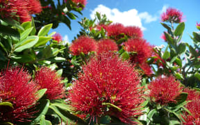Metrosideros excelsa (pohutukawa). Sumner, Christchurch. Photo: Â© Murray Dawson
