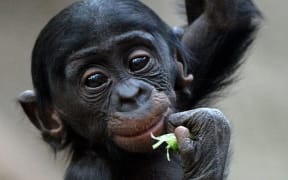 A baby bonobo ape