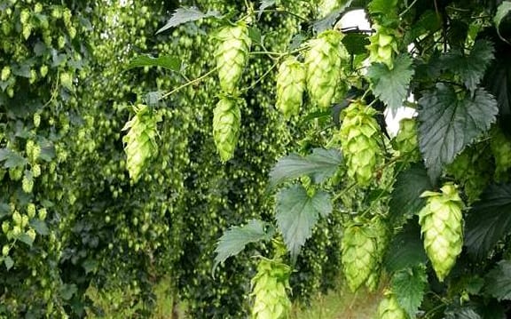 Nelson hops