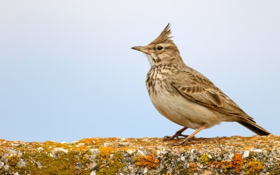 Crested lark (Galerida cristata) sitting on a concrete fence on sky background.