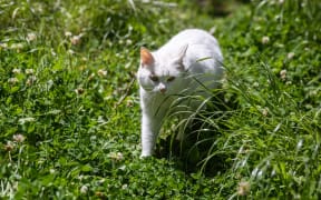 Kaikōura District Council will draft a new animal control bylaw with a section for cats. File photo