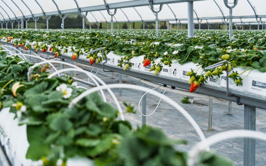 The venture currently has 3ha in strawberries.
