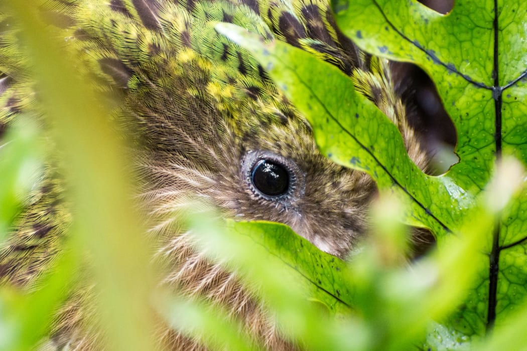 The giant flightless kākāpō is the heaviest parrot in the world.