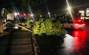 Severe wind has downed trees in Penrose, Auckland.