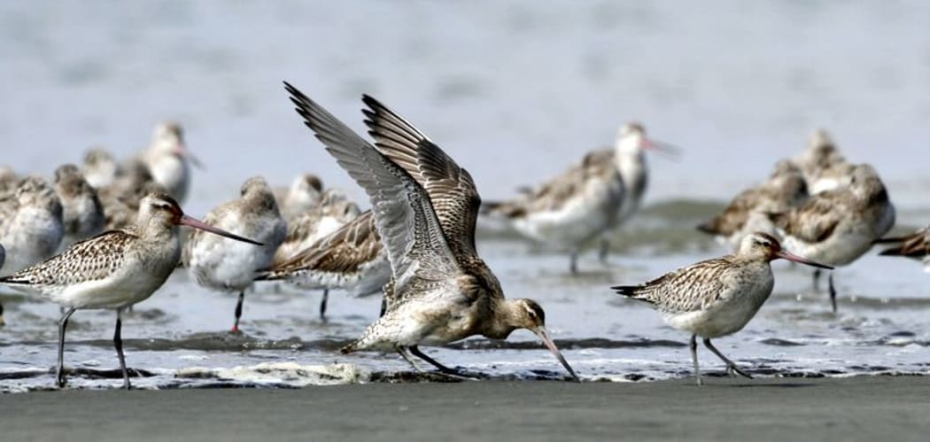 Weary young godwits arrive at Foxton Beach  after 11-thousand kilometre journey