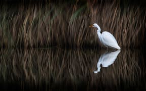 White Heron
