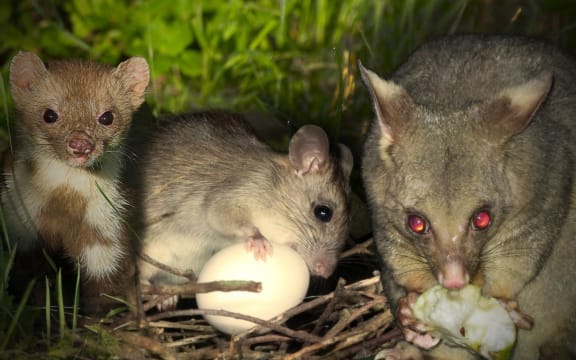 From left to right, a stoat, rat, and possum.