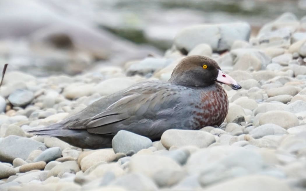 A blue-grey duck with yellow eyes and pink bill nestled among round grey riverstones.