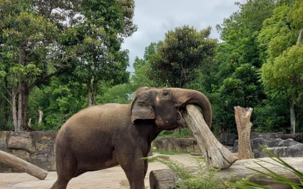 Auckland Zoo and Motat to charge for use of carparks RNZ News