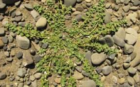 pygmy-goosefoot-green