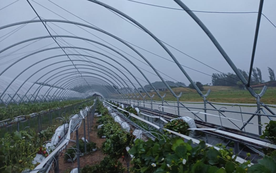 Goodbye to the roof over the berry tunnels at the Lewis Farm in Horowhenua.