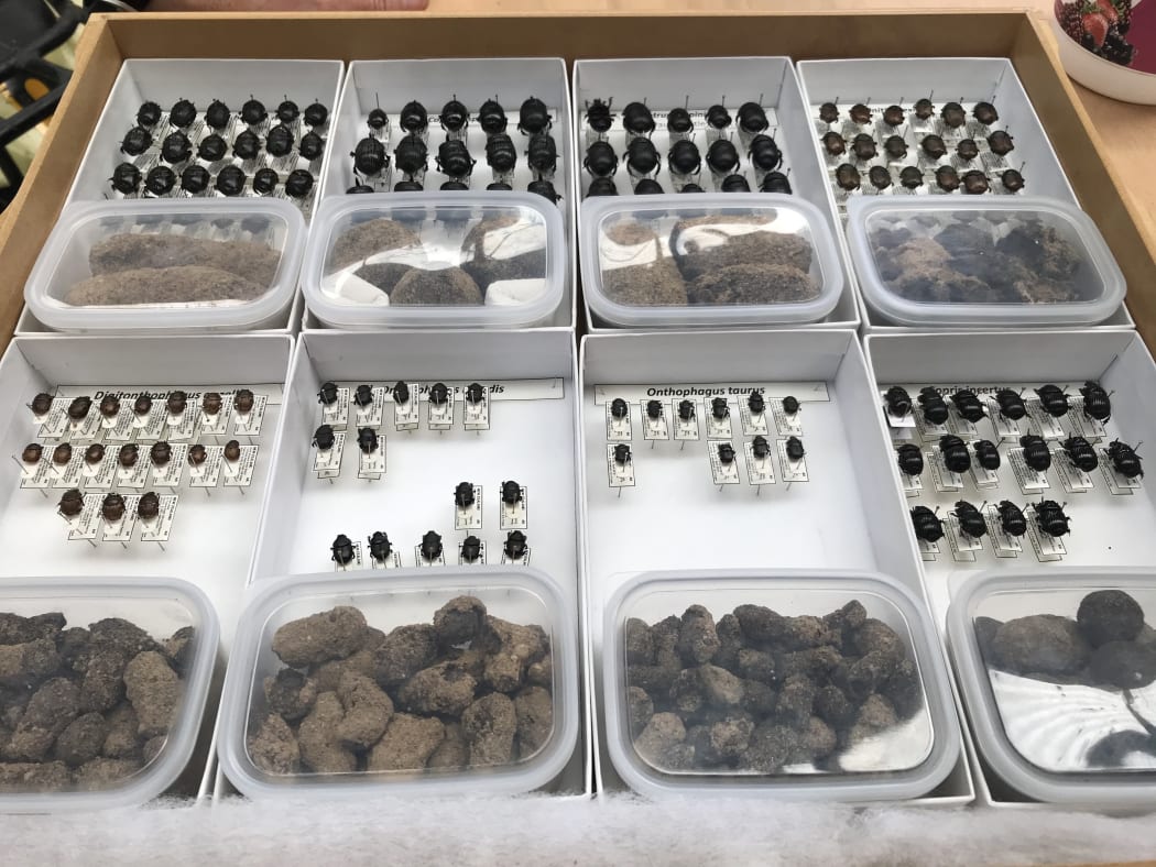 Dung beetles and dung