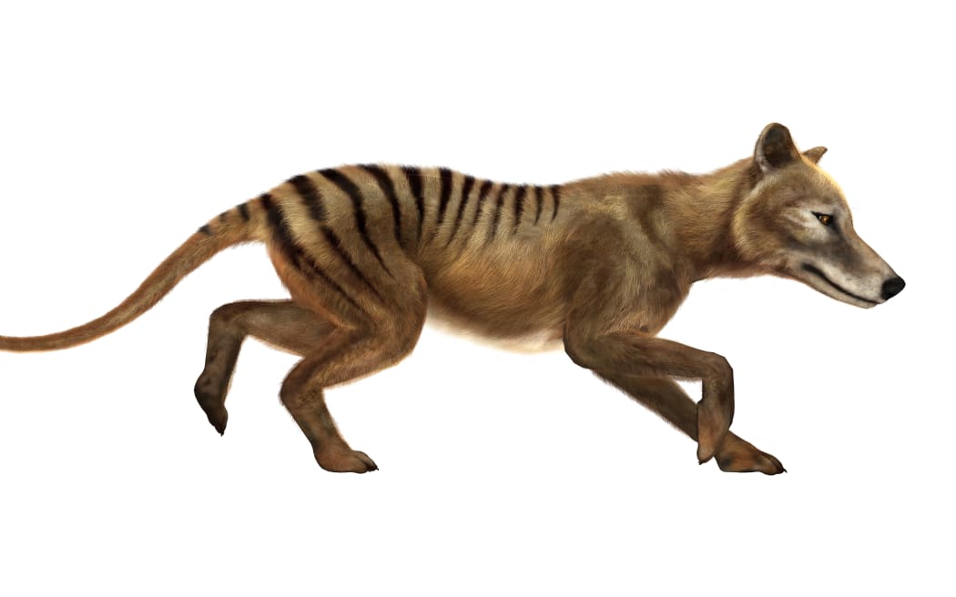 An artist's impression of a Thylacine coat. They are described as wolf or dog-like marsupials, with distinct stripes on their backs.