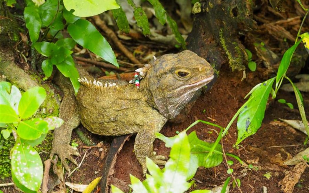 A greenish reptile with spines along its back sits on the ground among leaves.