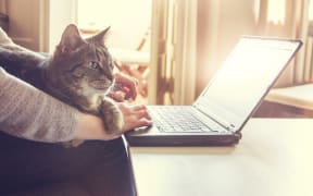 Remote working from home with laptop, and pet cat.