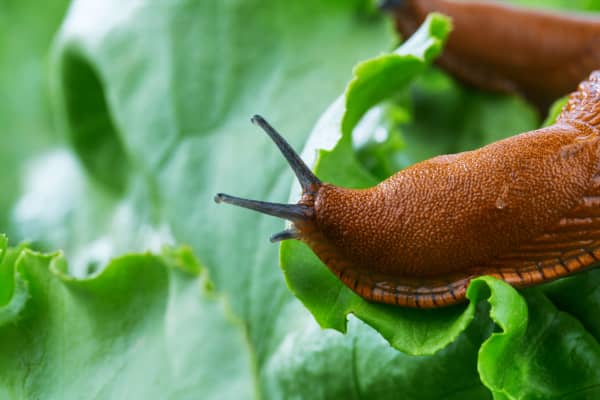 Slugs and snails or on the march in winter.