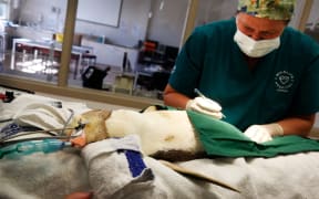 Dr. Lisa Argilla performs surgery on a yellow-eyed penguin.