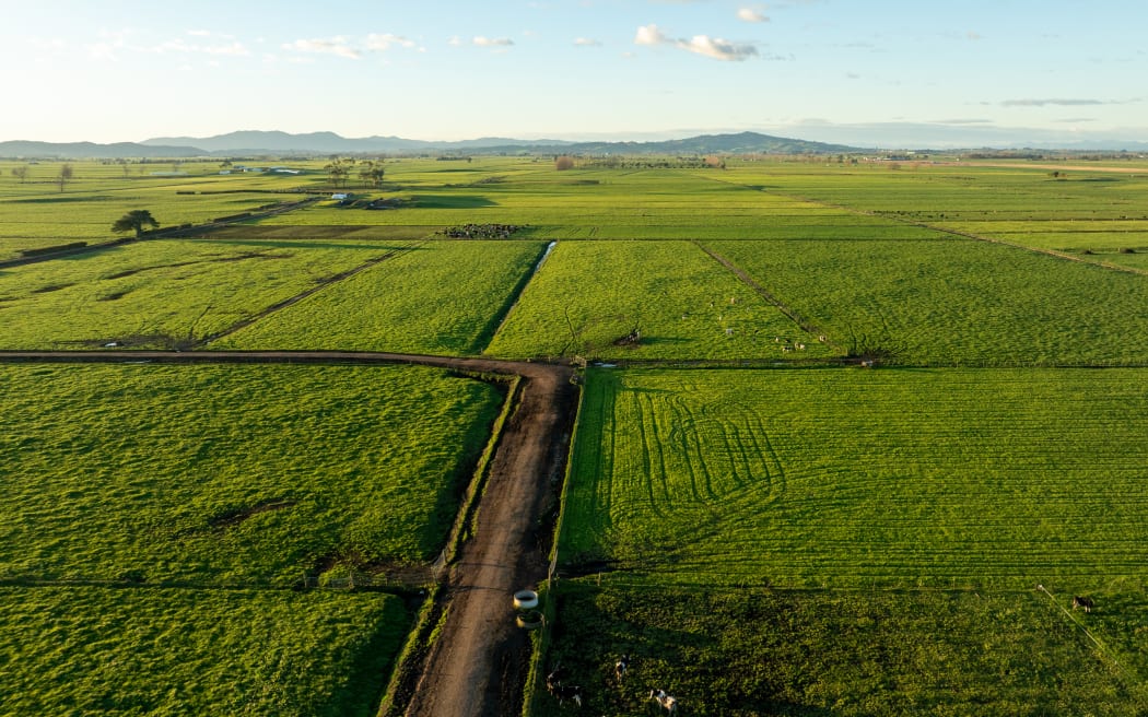 Kiwi Indians have played a leading role in making Waikato the country’s dairy production powerhouse since the 1960s.