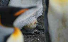 A king penguin chick hatching from its egg, Possession Island, Crozet Islands.