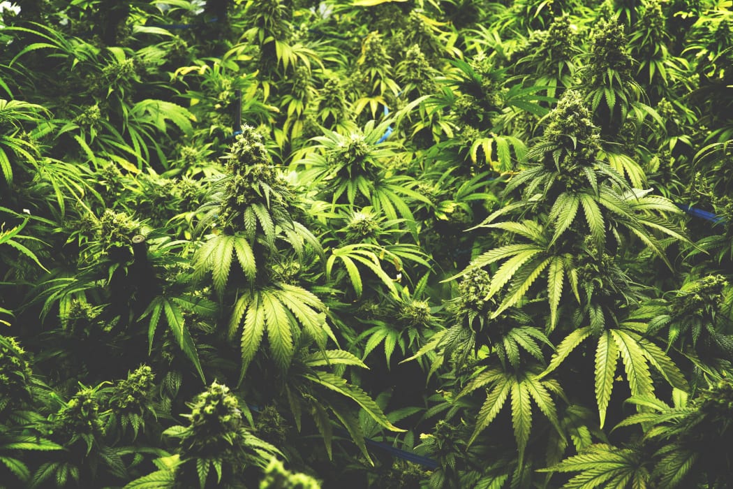 Cannabis plants growing.
