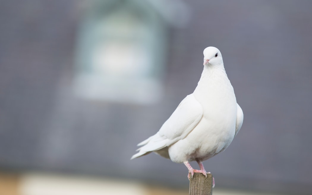 White Dove perched on a post