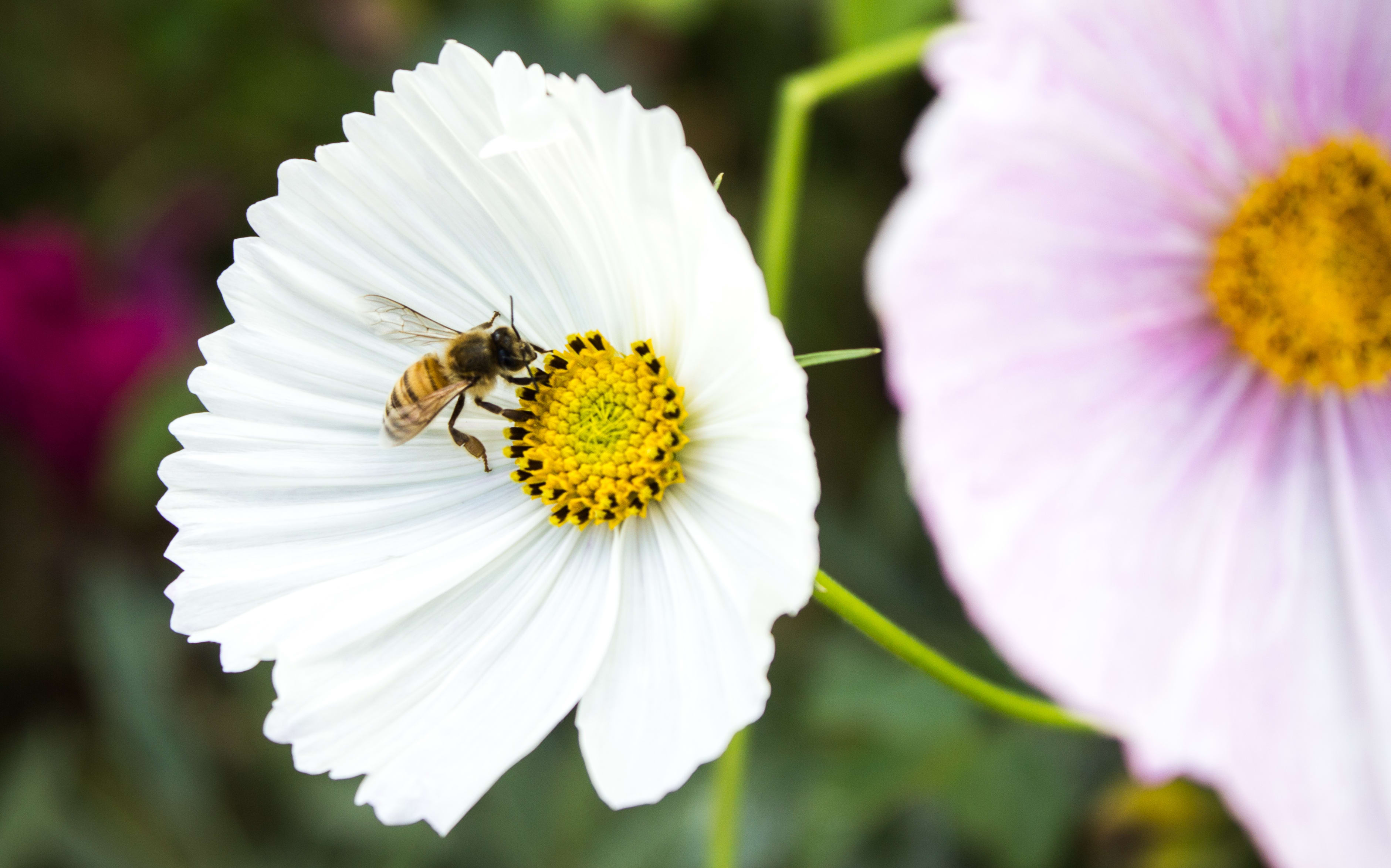 A bee collects pollen from a white flower in Rawene, New Zealand.