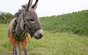 Movie still from Jerzy Skolimowsky's 2022 film EO featuring a donkey in a field.