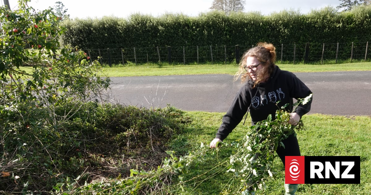 Northland woman's 'astounding' effort to tackle thousands of moth plants