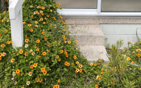 The steps to one unoccupied unit at the Sandringham block of Auckland Council flats for elderly residents is obscured by a creeper that has made its way to the front door.