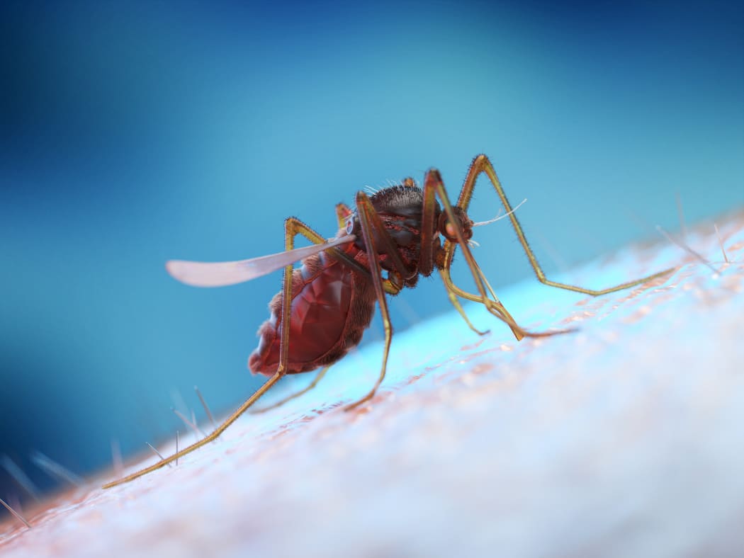 Mosquito on human skin, computer illustration.